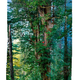 Illustration for article titled Custom Camera Rig Allows For a Stunning Vertical Panorama of a Giant Redwood